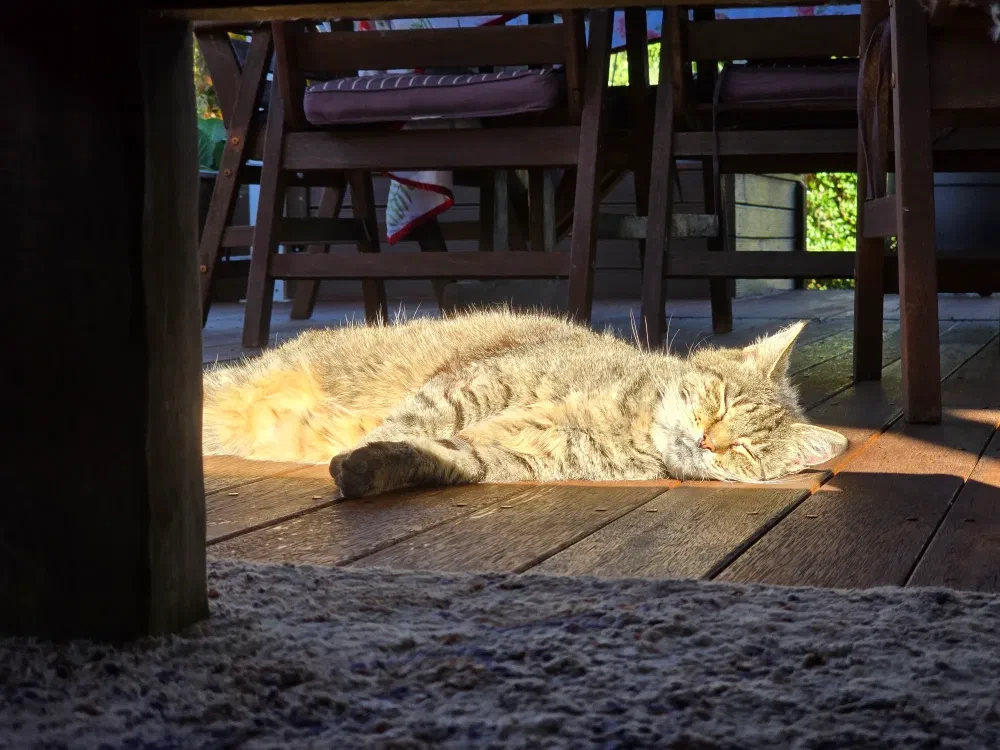 A light colored tabby cat sleeps on the wooden deck in the sunshine