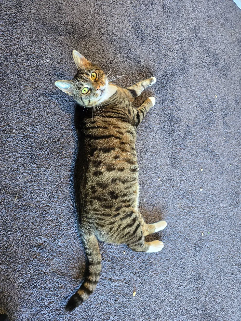 Cat laying on the carpet looking back at the camera